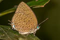 Tailed Disc Oakblue Arhopala atosia malayana