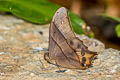 Tailed Red Forester Lethe sinorix sinorix (Red-tailed Forester)