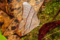 Tailed Red Forester Lethe sinorix sinorix (Red-tailed Forester)