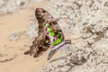 Tailed Jay Graphium agamemnon agamemnon