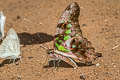 Tailed Jay Graphium agamemnon agamemnon