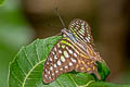 Tailed Jay Graphium agamemnon agamemnon