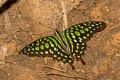 Tailed Jay Graphium agamemnon agamemnon