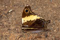 Tailed Yellow Owl Neorina crishna archaica