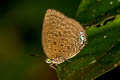 Tailless Disc Oakblue Arhopala epimuta elsiei