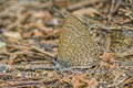 Tailless Lineblue Prosotas dubiosa indica