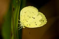 Talbot's Grass Yellow Eurema ada indosinica