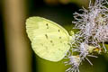 Talbot's Grass Yellow Eurema ada indosinica