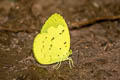 Talbot's Grass Yellow Eurema ada iona