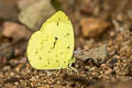 Talbot's Grass Yellow Eurema ada indosinica