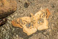 Tawny Angle Ctenoptilum vasava vasava