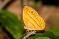 Tawny Bushbrown Mycalesis anapita anapita