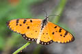 Tawny Coster Acraea violae