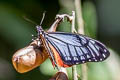 Tawny Mime Papilio agestor agestor