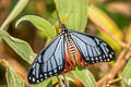 Tawny Mime Papilio agestor agestor