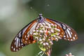 Tawny Mime Papilio agestor agestor