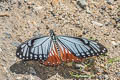 Tawny Mime Papilio agestor agestor