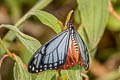 Tawny Mime Papilio agestor agestor