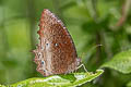 Tawny Palmfly Elymnias panthera lutescens