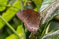 Tawny Palmfly Elymnias panthera panthera