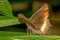 Tawny Palmfly Elymnias panthera lutescens