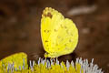 Three-spot Grass Yellow Eurema blanda silhetana