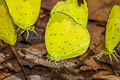 Three-spot Grass Yellow Eurema blanda silhetana