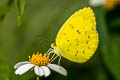 Three-spot Grass Yellow Eurema blanda silhetana