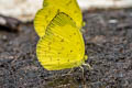 Three-spot Grass Yellow Eurema blanda silhetana