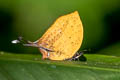 Three-spot Yamfly Yasoda tripunctata tripunctata (Branded Yamfly)