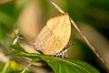 Three-spot Yamfly Yasoda tripunctata atrinotata (Branded Yamfly)