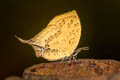 Three-spot Yamfly Yasoda tripunctata tripunctata (Branded Yamfly)