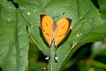 Three-spot Yamfly Yasoda tripunctata tripunctata (Branded Yamfly)