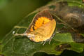 Three-spot Yamfly Yasoda tripunctata atrinotata (Branded Yamfly)