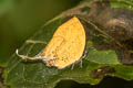 Three-spot Yamfly Yasoda tripunctata atrinotata (Branded Yamfly)