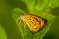 Tiger Hopper Ampittia subvittatus subvittatus
