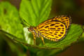 Tiger Hopper Ampittia subvittatus subvittatus