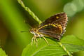 Tiger Hopper Ampittia subvittatus subvittatus