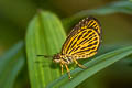 Tiger Hopper Ampittia subvittatus subvittatus