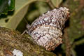 Tiger Palmfly Elymnias nesaea timandra