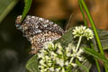 Tiger Palmfly Elymnias nesaea timandra