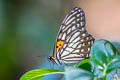 Tigerbrown Orinoma damaris damaris (Himalayan Tigerbrown)