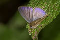 Transparent Sixline Blue Nacaduba kurava euplea