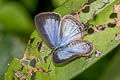 Transparent Sixline Blue Nacaduba kurava euplea