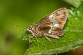 Tree Flitter Hyarotis adrastus praba