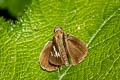 Tree Flitter Hyarotis adrastus praba