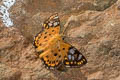 Tricolour Pied Flat Coladenia indrani uposathra