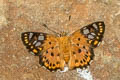 Tricolour Pied Flat Coladenia indrani uposathra