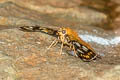 Tricolour Pied Flat Coladenia indrani uposathra