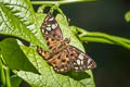 Tricolour Pied Flat Coladenia indrani uposathra